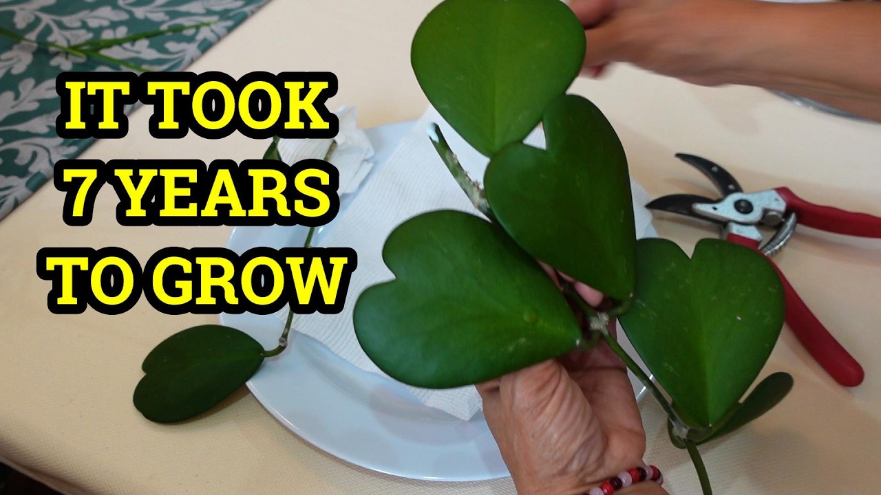 Самое медленнорастущее суккулентное растение с сердцевидной формой роста | Хойя Керри