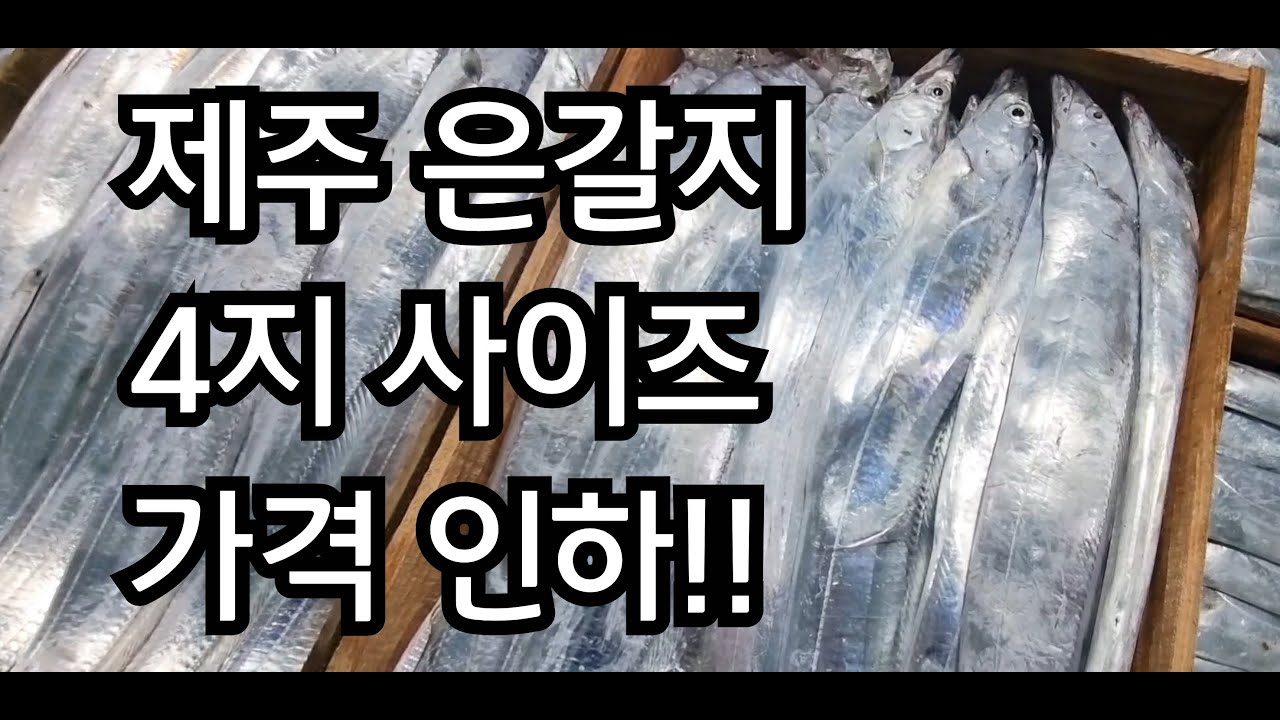 제주 생물 은갈치 - YouTube