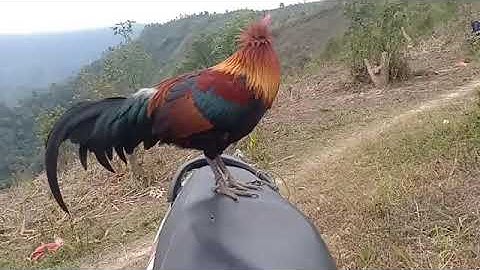 Suab laub qaib seev dib poj qaib. Tiếng gà trống gọi mái cực chuẩn.