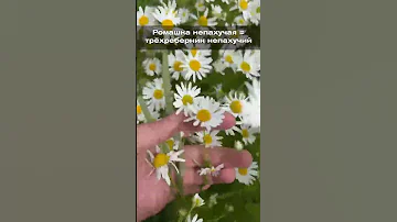Ромашка непахучая = трёхреберник непахучий