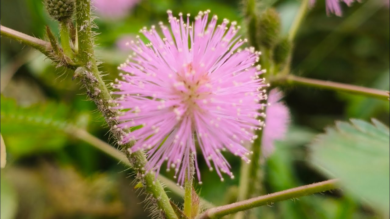 জ্বালা খেতে গিয়ে জ্বালা ভাঙার মজার অভিজ্ঞতা 😂 | গ্রামবাংলার হাসির গল্প
