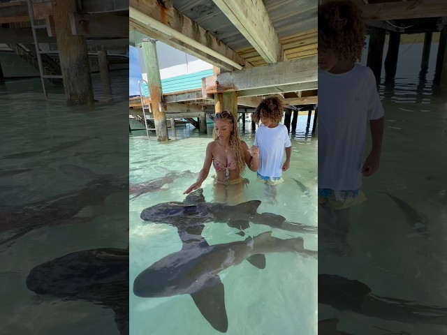 Swimming with sharks in the Bahamas🦈
