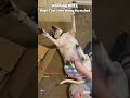 Dogs That Love Being Scratched #shorts