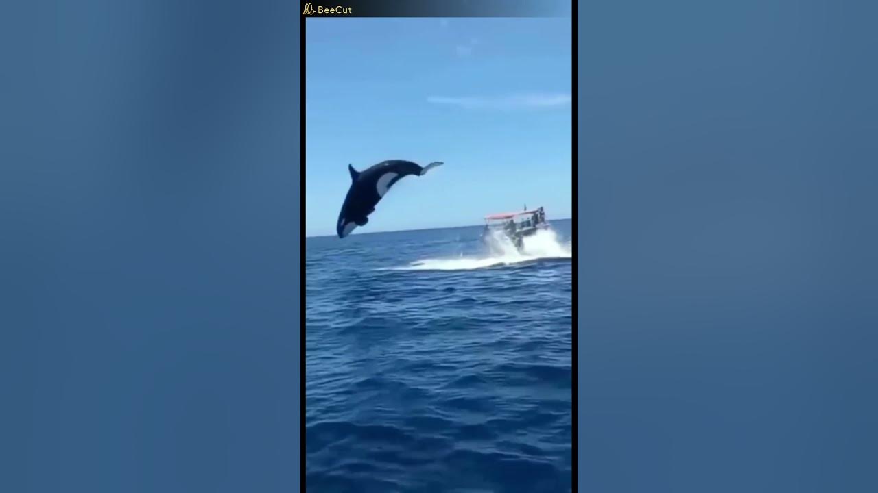 dolphin in the sky#shorts - YouTube