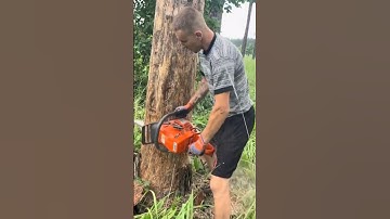 the process of cutting down trees #shorts