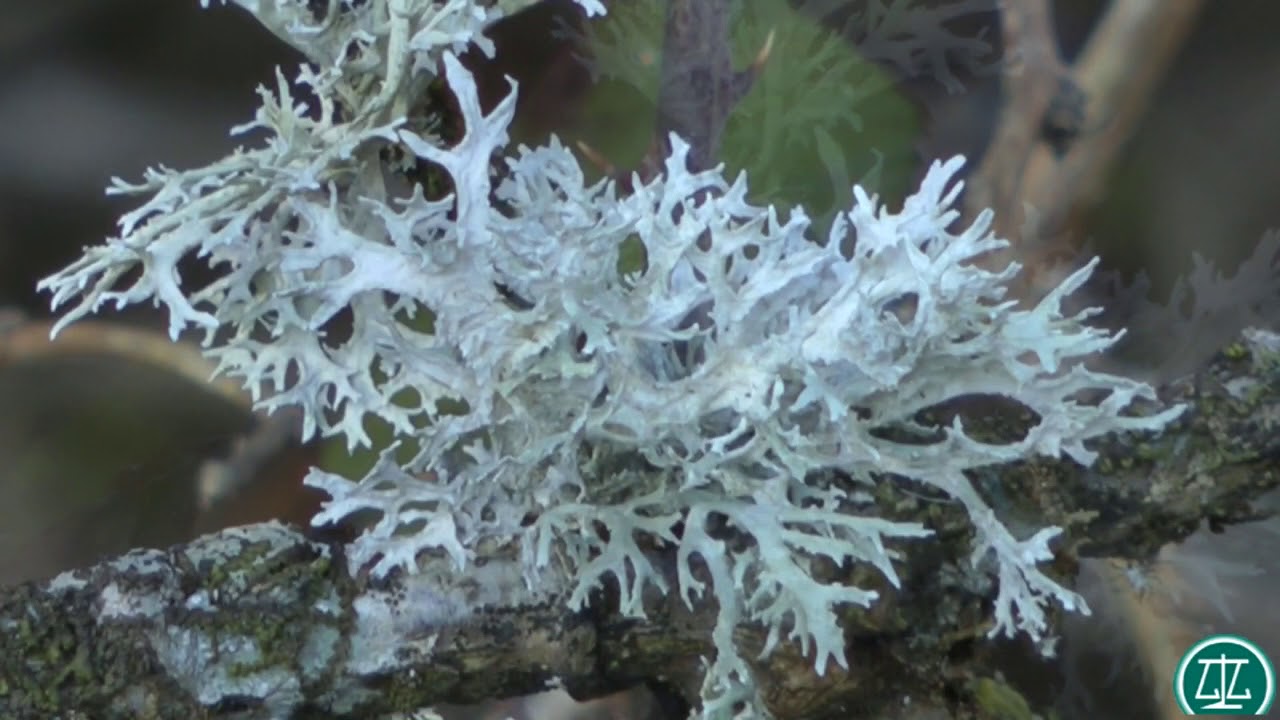 Las mejores plantas para tu salud por Antonio Vega. Propiedades del Liquen de Islandia