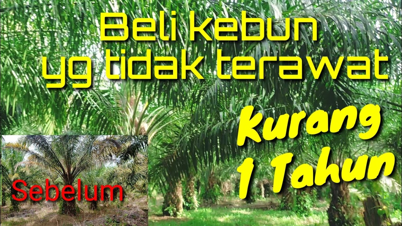 Пример ухода за неухоженным садом @kopiinspirasi8193