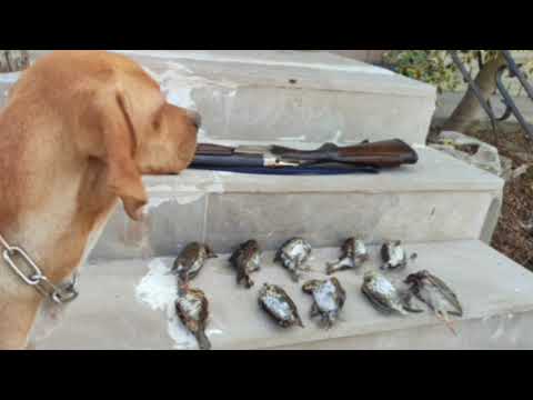 صوت طائر السمن 2025 مجرب فعاال100