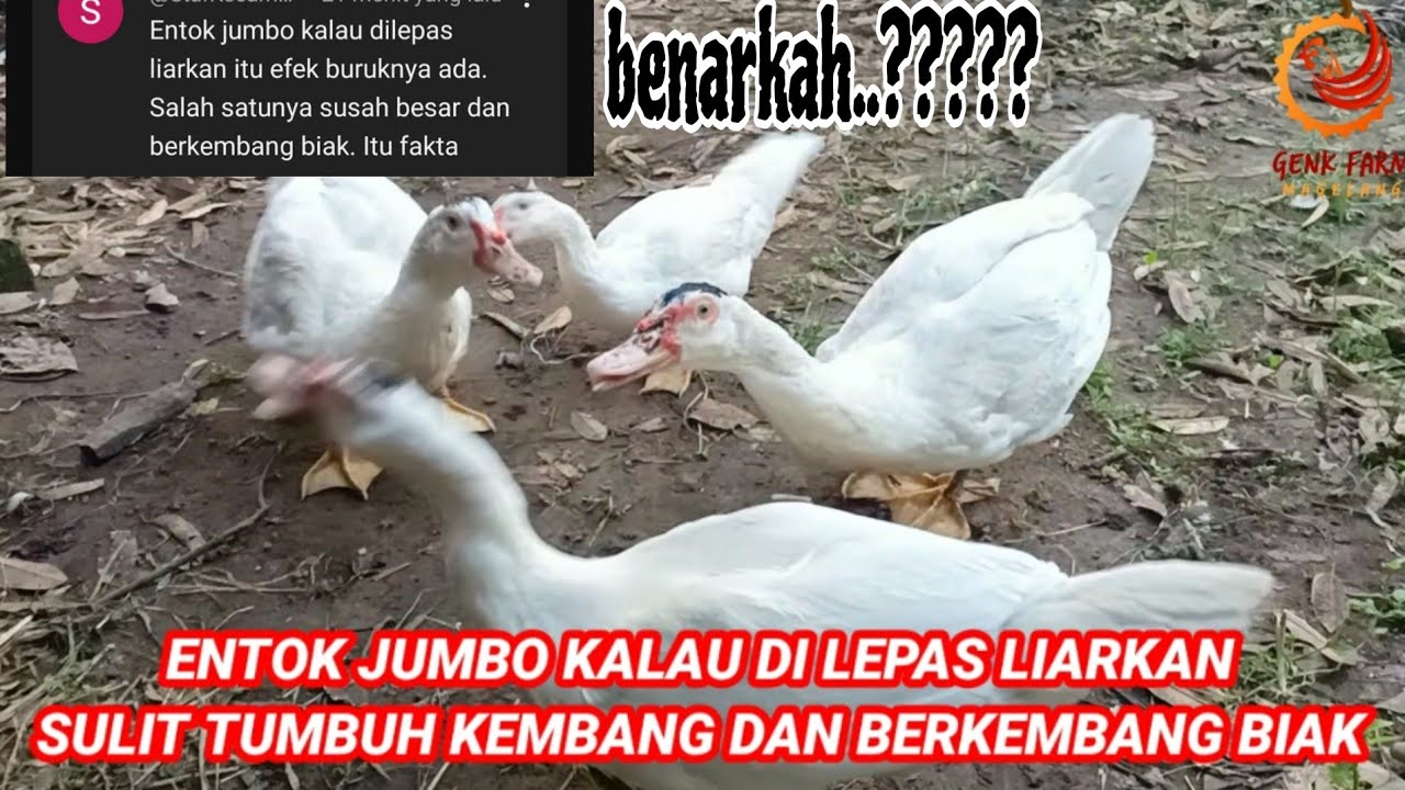 ENTOK JUMBO DILEPAS LIARKAN SULIT BERKEMBANG BIAK DAN TUMBUH KEMBANGNYA
