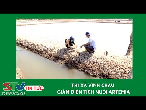Video STV - Thị xã Vĩnh Châu giảm diện tích nuôi artemia - youtube