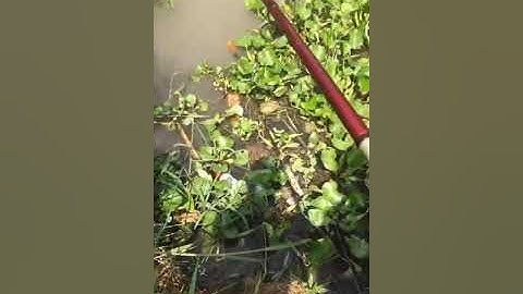 Câu cá thác lác cườm sông (cá nàng hai) | Minh Lực Vlogs