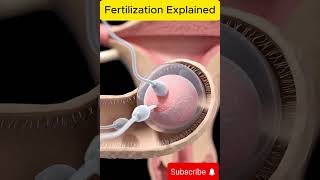 What Happens When Sperm Meets Egg 🧬 | Fertilization Explained 🔬 #anotomy #pregnant #humanbodysystem