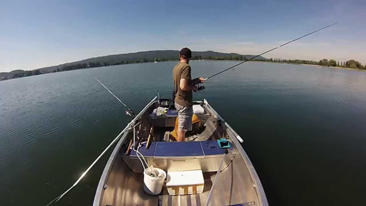 Livebiss Hecht und Felchen am Bodensee