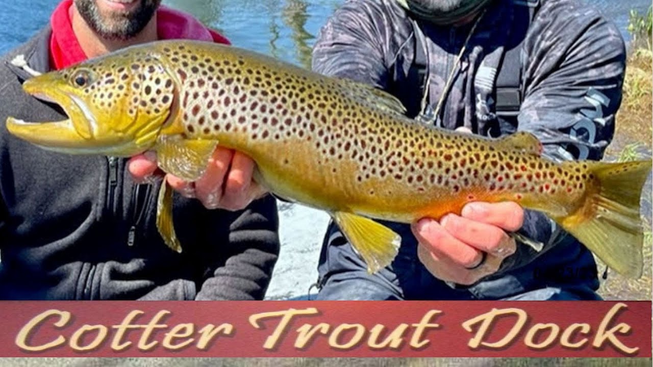 April 26, 2023 Arkansas White River Trout Fishing Report YouTube