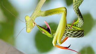 Mantis Vs Snake - Master In Camouflage
