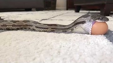 Eastern Rat Snake Swallows Chicken Egg || ViralHog