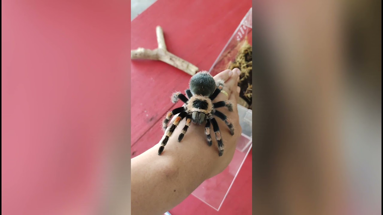 Handling Tarantulas for the first time❗ 😬🤘