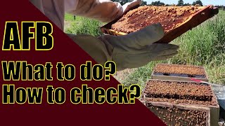 AFB Check on Beehive / American Foulbrood
