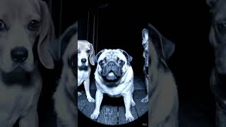 The guilty Pug #ai #puppy #shortsviral