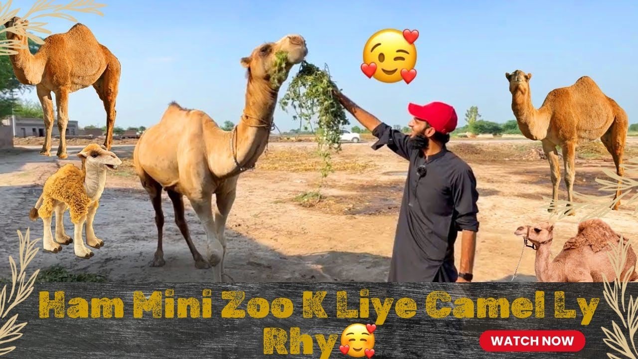 Hum Mini Zoo Liye Camel Ly Rhy 😍|| Beautiful Camal || Pets vlog Altu || Ahma Pets Vlog || Daily vlog
