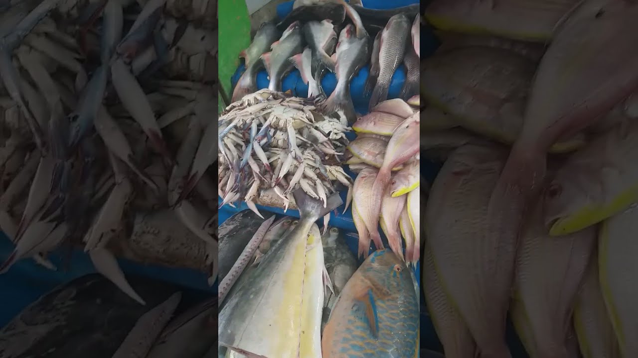 UKKADAM FISH MARKET YouTube UKKADAM FISH MARKET YouTube