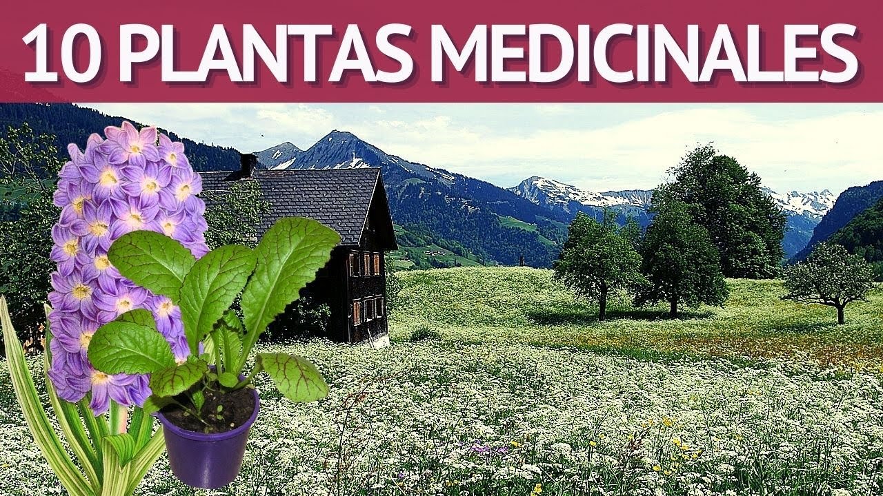 PLANTAS MEDICINALES Agrimonia, Achillea, Grama, Bugula, Murajes, Adonis, Malvavisco, Aliaria, Aliso