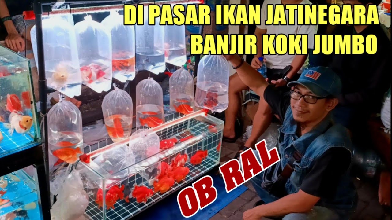 🔴 KOKI JUMBO OMBYOKAN TERLALU MURAH! CEK HARGA MAS KOKI TERBARU TERMURAH AGUNG PASAR IKAN JATINEGARA