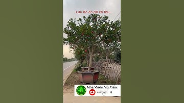 Lựu Cổ Ấn Độ Đẹp Đã Mắt Trái To Bằng Cái Bát| Nhà Vườn Vũ Tiến#shorts