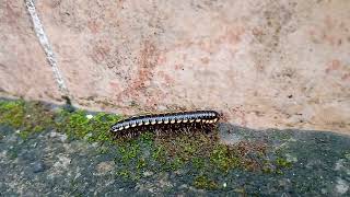 Download Lagu BLACK CENTIPEDE || LIPAN HITAM MP3