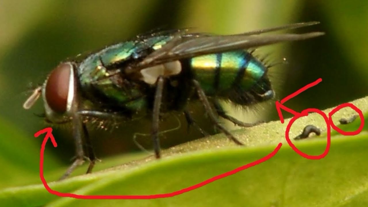 Housefly was used during 2nd World War to kill more than 4,60,000