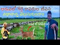 natural sheep  framing in Telugu🐑