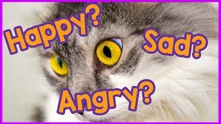 What Do Cats Eyes Mean? Looking Into the Meaning Behind a Cats Eyes, Cat Psychology and Emotions!
