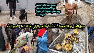 سوق الغزل يوم الجمعه 16\2 عالم الحيوان انواع الحيوانات مع الاسعار