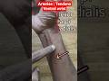 Wrist tendons | Radial and Ulnar Pulse | In ONE 1️⃣ MINUTE ⏰ #anatomy #biology #medicalstudent