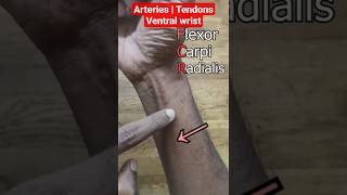 Wrist tendons | Radial and Ulnar Pulse | In ONE 1️⃣ MINUTE ⏰ #anatomy #biology #medicalstudent @AirAnatomy_Doris