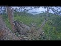 03:57 AM | Breakfast Time in Tatarstan: Tiny Eagle's First Fish of the Day! 🐟🦅