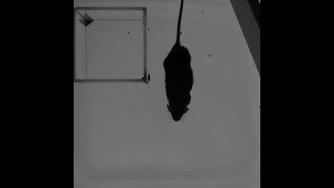 RW-mouse - An example of regular whisking with a strong second harmonic in mouse