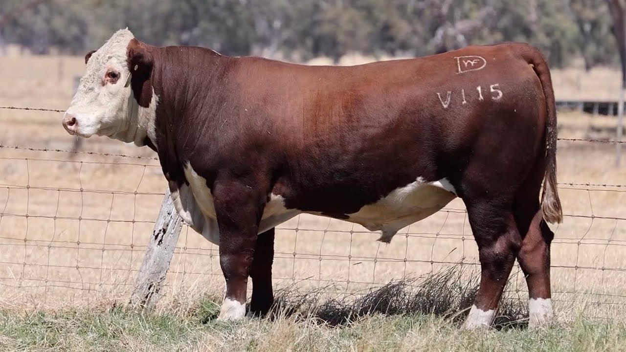 Lot 65 DAYV115 Days Whiteface 2026