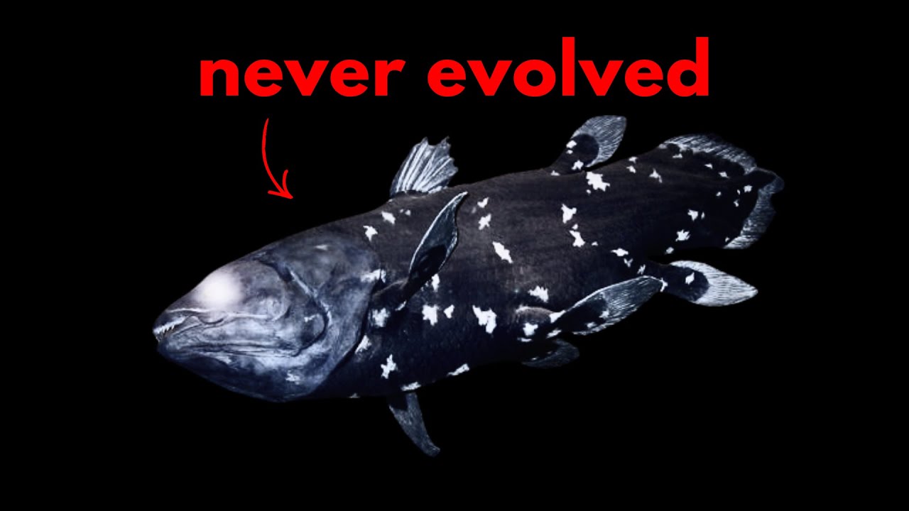 Почему некоторые существа отказываются от эволюции