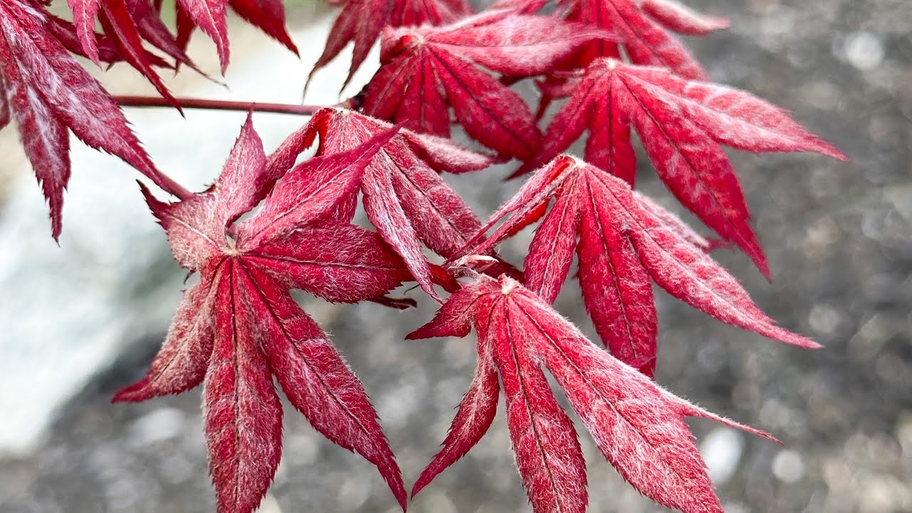 Japanese Maples in Pots: Spring colors on full display