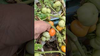 How I Grow Tomatoes on My Rooftop Garden 🍅 | Easy Container Gardening