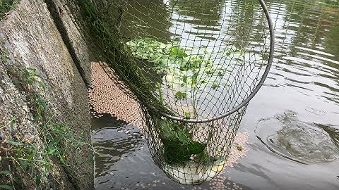 #Xúc cá bằng vợt P2 | #Catch fish by racket