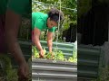 Como Eu Planto Tomates na Irlanda 🇮🇪🍅 | Raised Bed + Irrigação por Gotejamento  #hortaemcasa
