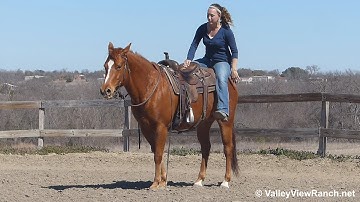 Smart Little Bandi***For info, price, etc., go to our website*** ValleyViewRanch.net