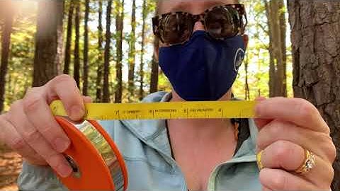 Forestry Tools - DBH Tape