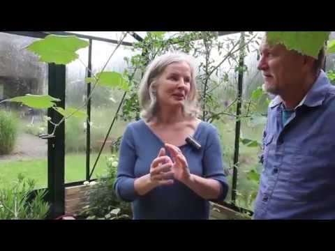 Video: Vandhyacintpleje - Sådan dyrkes vandhyacintplanter