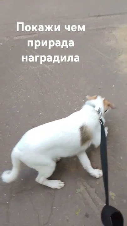 #собака - YouTube
