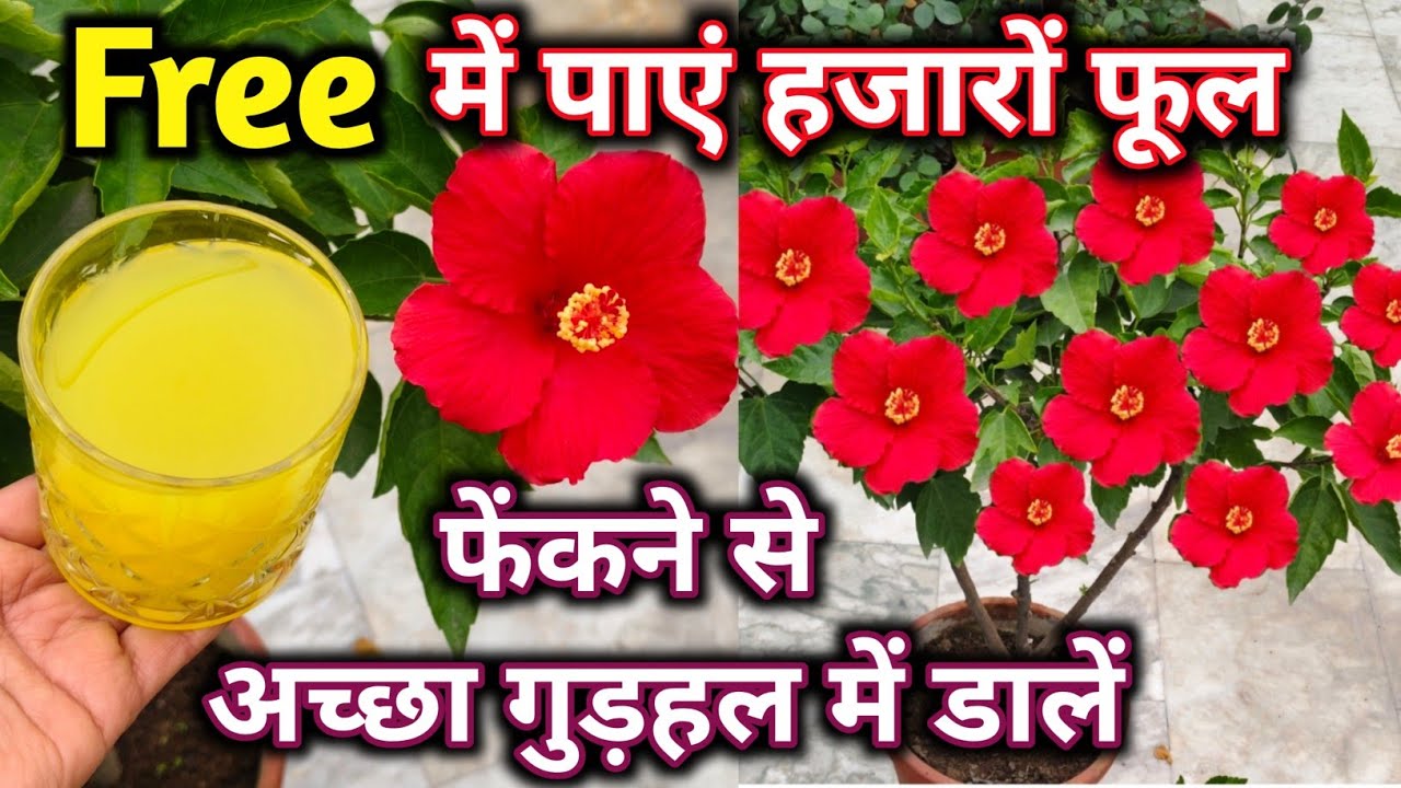 Free में गुड़हल पर पाएं हजारों फूल.Hibiscus plant care. फरवरी में गुड़हल की देखभाल.Best fertilizer.