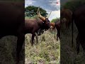 ANKOLE WATUSI CATTLE Biggest Bulls And Cow Cows Bulls Ankole