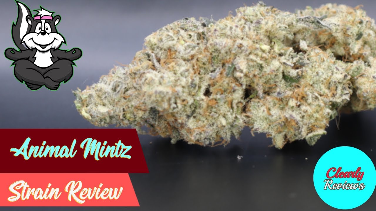 ANIMAL MINTZ By Teaming With Terps STRAIN REVIEW